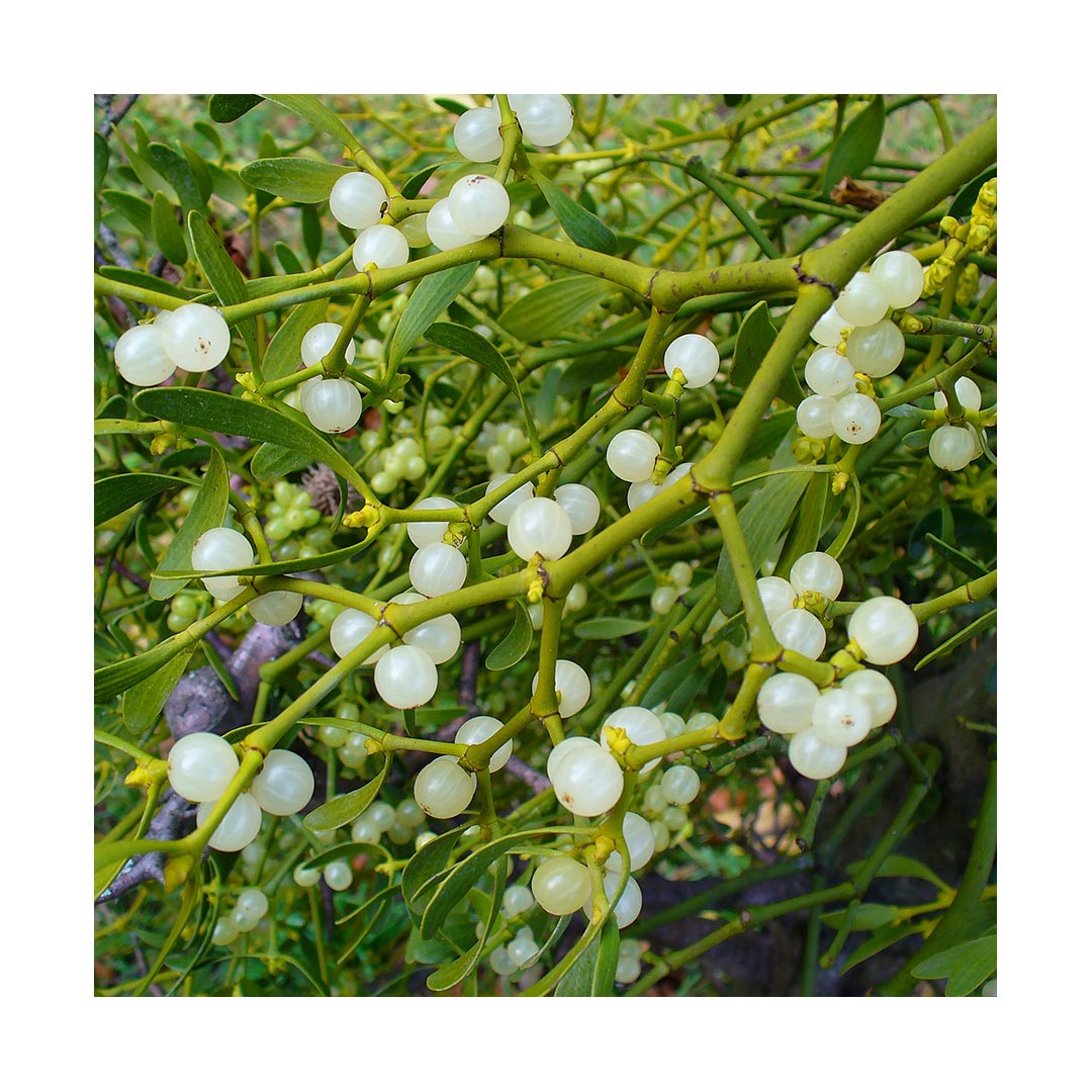 Mistletoe (Organic)