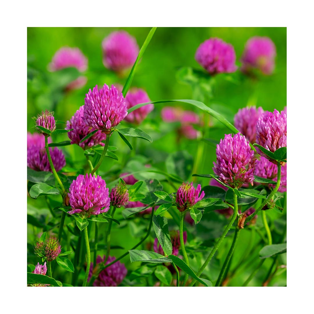 Red Clover Blossom (Organic)