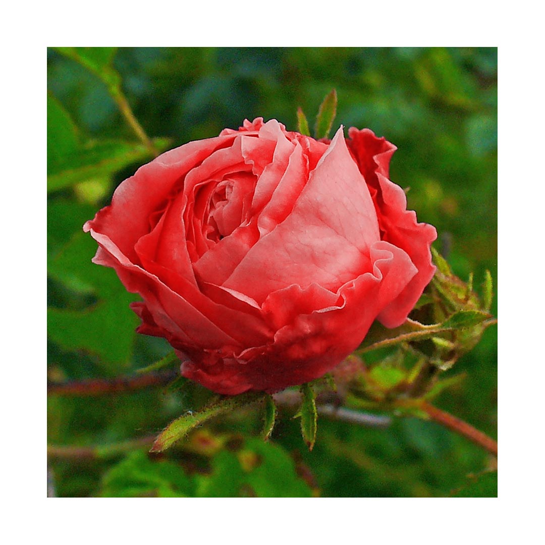 Rose Buds & Petals (Organic, Red)