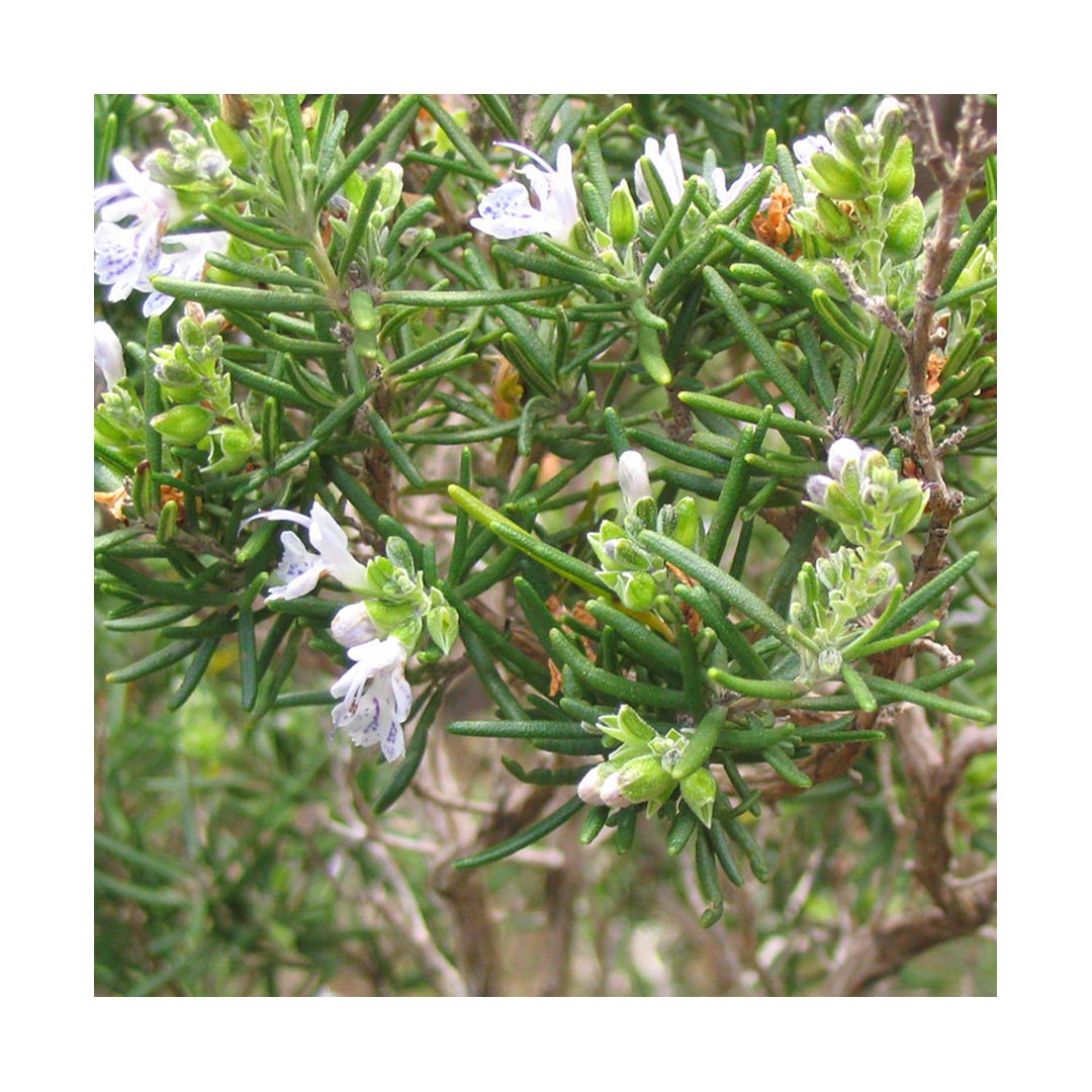 Rosemary Leaf (Organic)