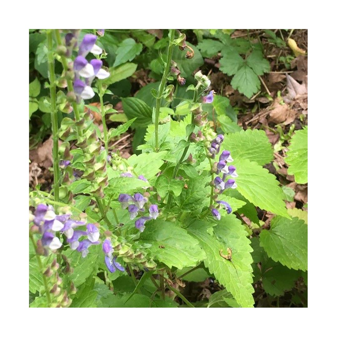 Skullcap (Organic)