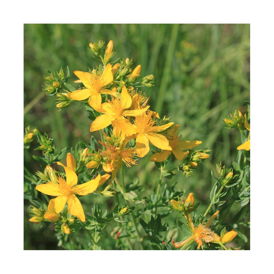 St John's Wort (Organic)