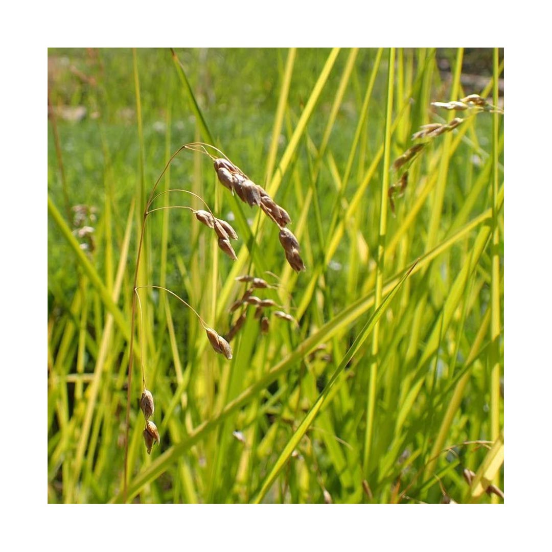 Sweetgrass Braid (Organic)