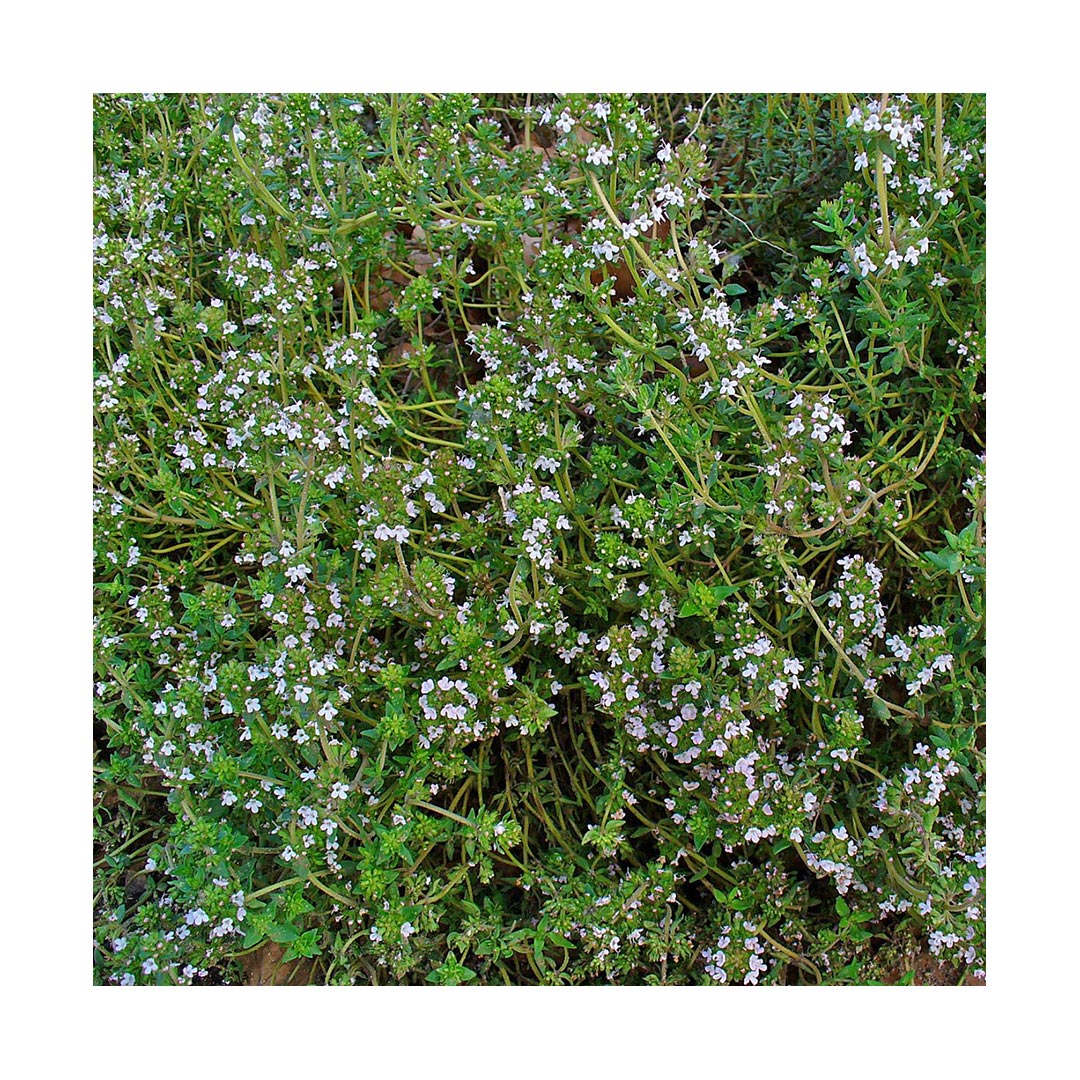 Thyme Leaf (Organic)