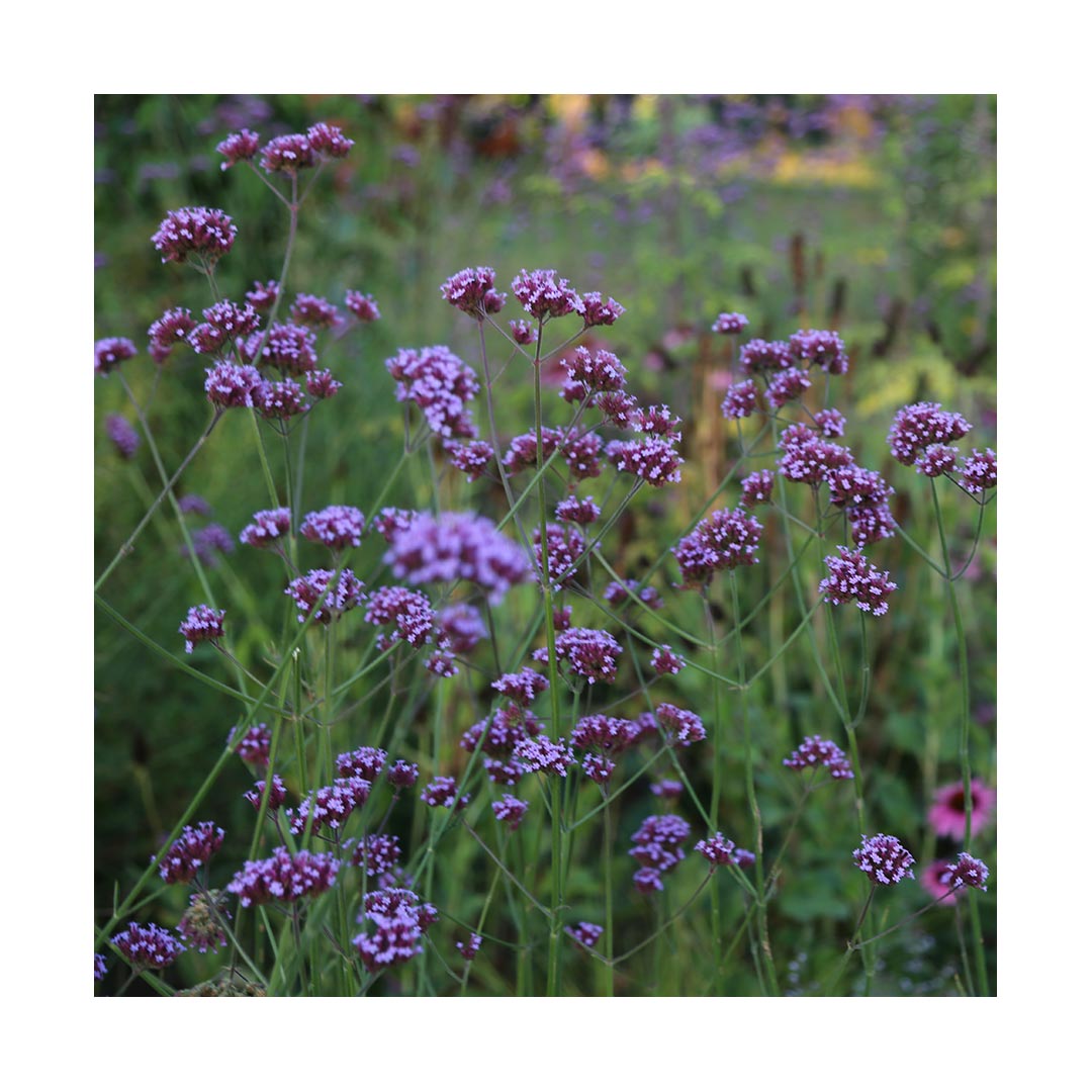 Vervain (Organic)