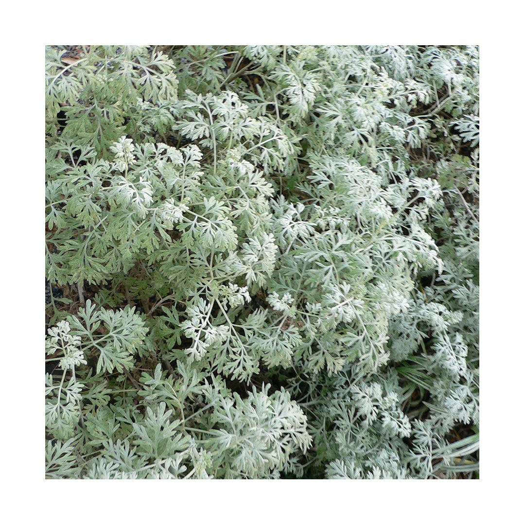 Wormwood (Organic)