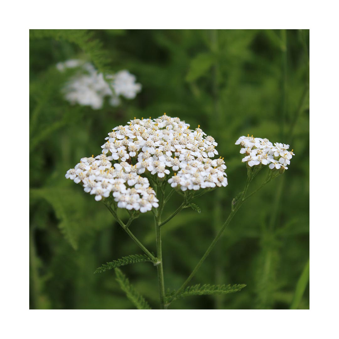 Yarrow Flowers (Organic)